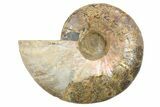 Cut & Polished Ammonite Fossil (Half) - Madagascar #296454-1